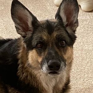 Meet your Posher, Casey